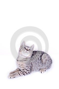 Cat Playing and looking up on white background