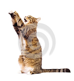 Cat playing, meowing, catching.