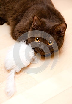 Cat Playing with Mouse