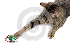 Cat Playing With Mouse