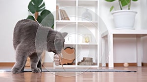 Cat playing with mouse. Gray shorthair cat. Advertising toys for cats. Pussycat. Chartreux