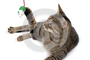 Cat Playing with Mouse Toy photo