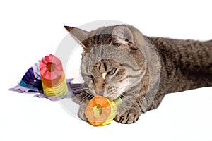 Cat playing with party decoration