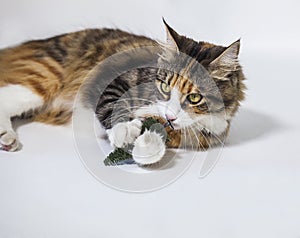 Cat playing with plastic pine