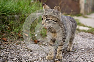 Cat in the garden. Slovakia