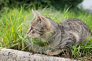 Cat in the garden. Slovakia