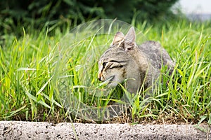 Cat in the garden. Slovakia