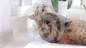 The cat is playing with roller blind ropes. Playful cat close-up