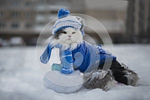 Cat playing in the snow frosty day