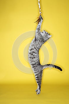 Cat playing with tile.