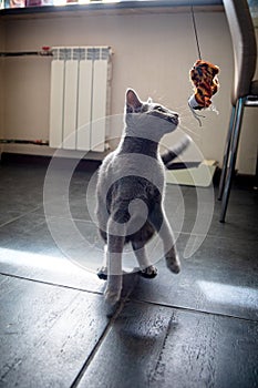 Cat playing with a toy. Young thoroughbred pedigreed cat. Breed Russian Blue