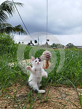 A cat playing with toys at the ground