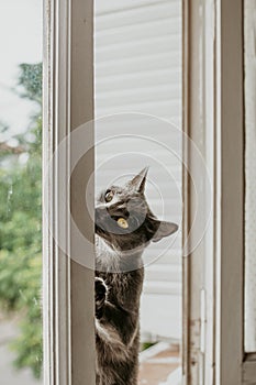 Cat playing in the windows