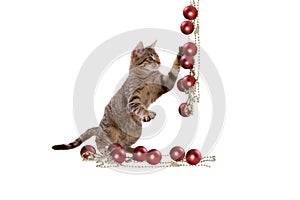 Cat plays with Christmas decorations