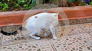 Cat plays and fights snake in Playa del Carmen Mexico