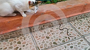 Cat plays and fights snake in Playa del Carmen Mexico