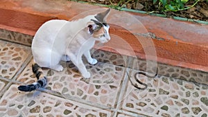 Cat plays and fights snake in Playa del Carmen Mexico