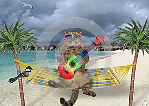 Cat plays the guitar in hammock on seashore