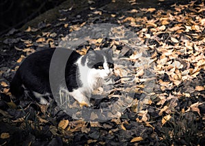 Cat plays among the leaves photo