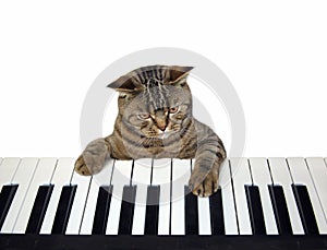 Cat plays the piano