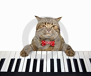 Cat plays the piano 2