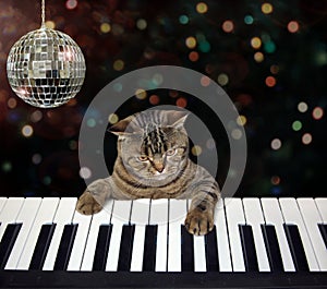 Cat plays the piano in a nightclub