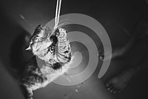 Cat plays with a rope, black and white photo
