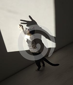 Cat plays with a shadow on the wall