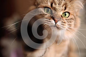 Cat pokes her hand into the camera lens