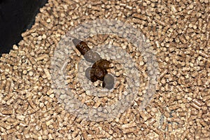 Cat poop in blue litter box closeup