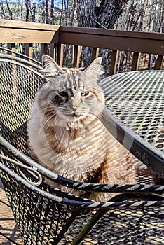 Cat on a Porch