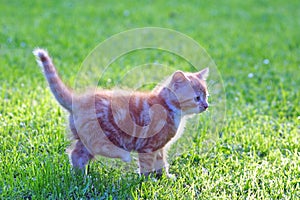 Cat portrait