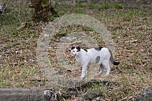 Cat portrait