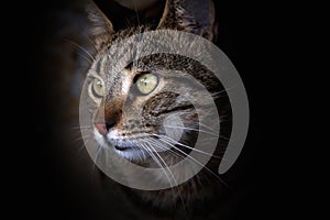 Cat portrait photo
