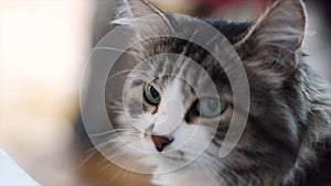 Cat. Portrait of beautiful gray cat close up. Cat with green eays, face close up. Portrait of a domestic cat