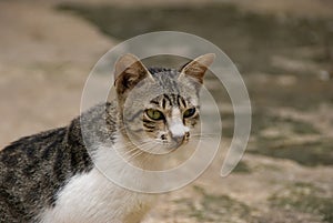 A cat portrait and blurry background