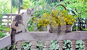 Cat portrait with cassia flower in basket