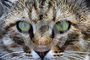 A cat portrait. cat face close up in the street.. cat`s nose and eyes, macro view. Curious animal portrait close