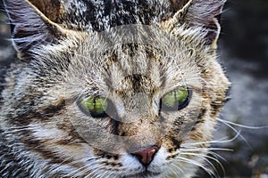 A cat portrait. cat face close up in the street. Fauna background. International Cat Day, Pets and lifestyle concept