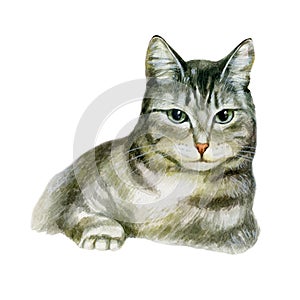 Cat. Portrait of a cat. Watercolor illustration, portrait of a tabby cat