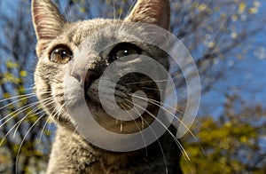 Cat portrait close up