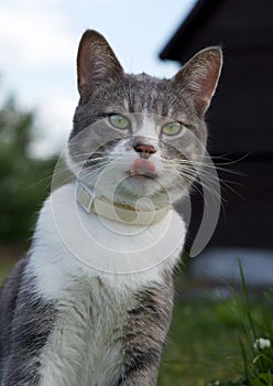 Cat portrait close up in blurry dirty natural background, cat with tongue outside