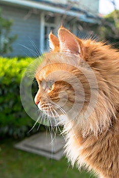 Cat portrait close up, only head crop, looking downing.