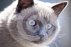 Cat portrait close up. Scottish straight ear cat face in macro. Blue eyed cat with gray fur looking around. Shallow