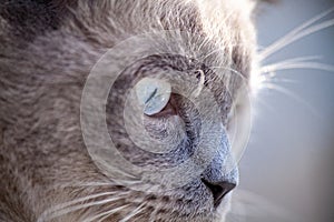 Cat portrait close up. Scottish straight ear cat face in macro. Blue eyed cat with gray fur looking around. Shallow