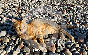 Cat portrait close up, serious looking cat in blurry background looking at the viewer with space for advertising and text, cat res