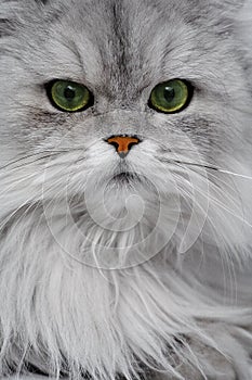 Cat Portrait Closeup