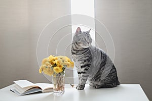 Cat Portrait. Cute cat indoor shooting. Home pet kitten cat with flowers close up photo. Cute Scottish straight cat indoors
