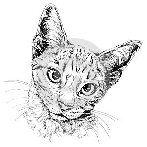 Cat portrait. Hand drawn illustration