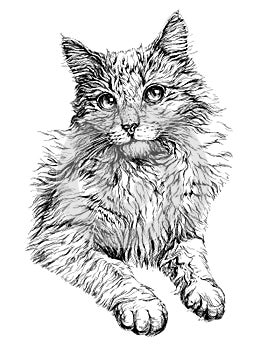 Cat portrait. Hand drawn illustration